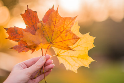 Leaves