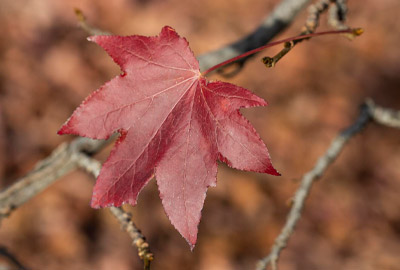 Leaves