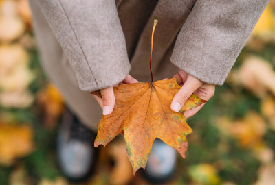 Leaves