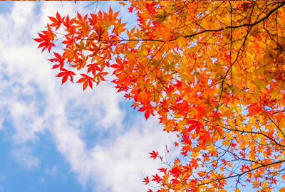 Leaves