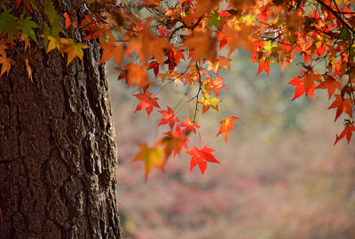 Leaves